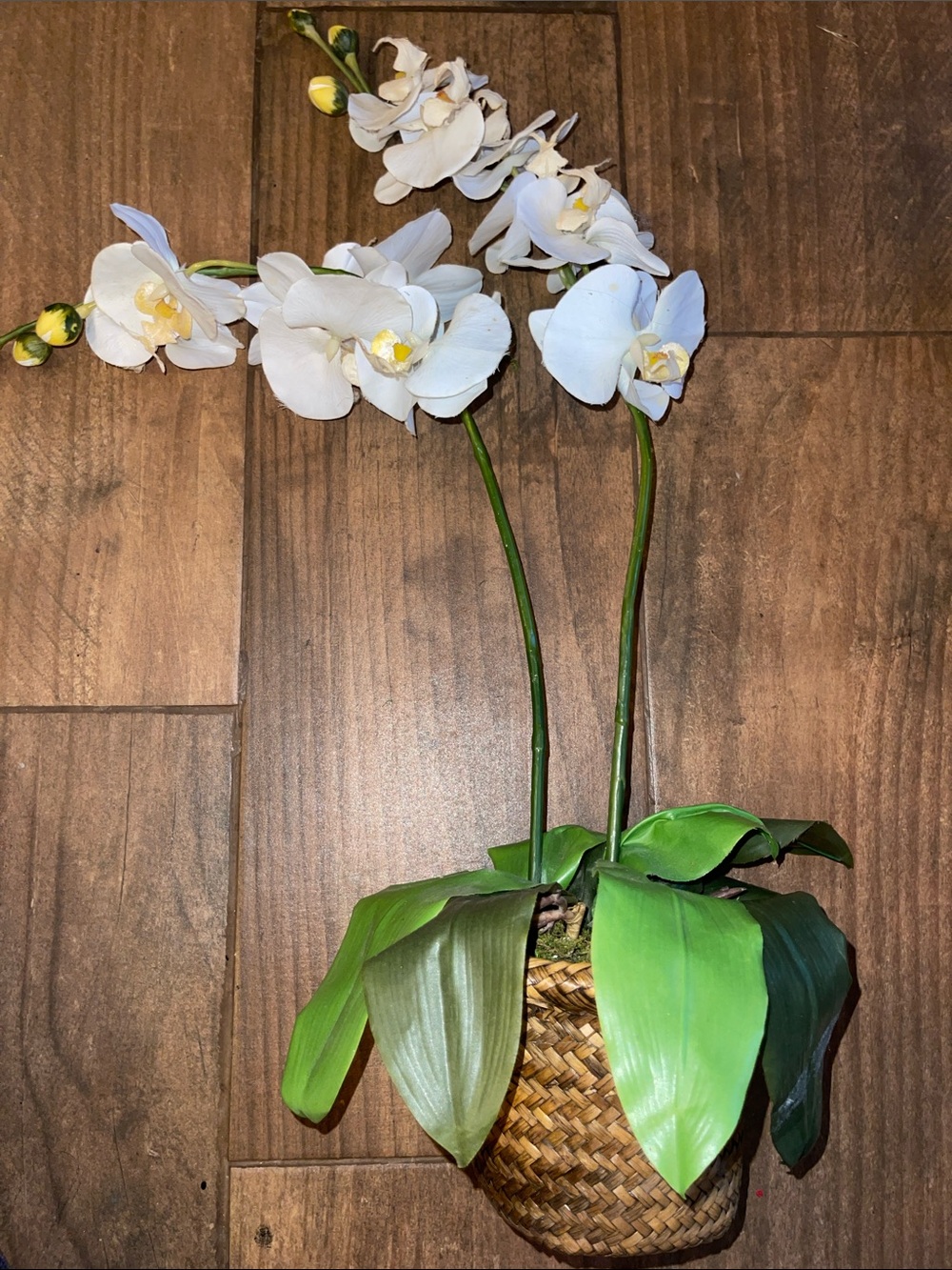 White Artificial Orchid in Woven Basket - Home Accents